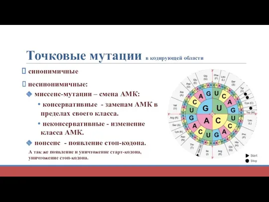 Точковые мутации в кодирующей области синонимичные несинонимичные: миссенс-мутации – смена