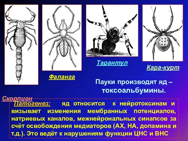 Скорпион Фаланга Тарантул Кара-курт Пауки производят яд – токсоальбумины. Патогенез: