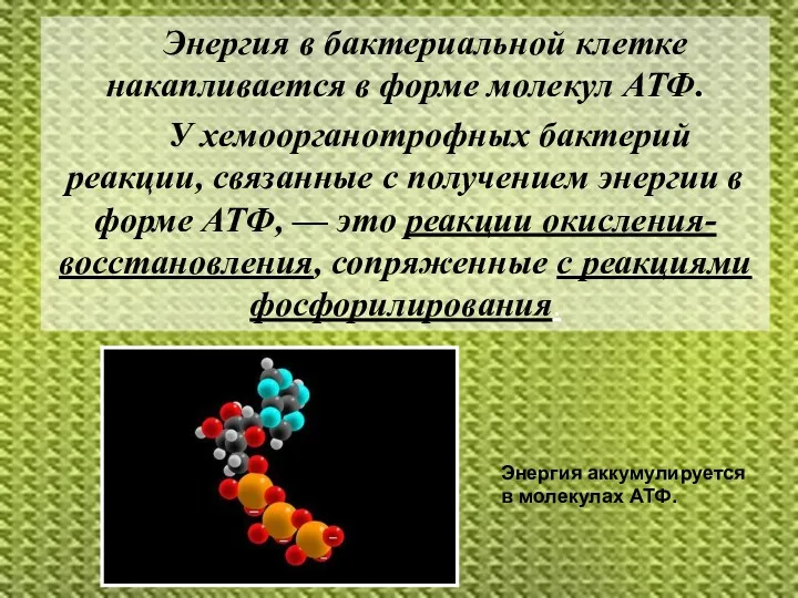 Энергия в бактериальной клетке накапливается в форме молекул АТФ. У хемоорганотрофных бактерий реакции,