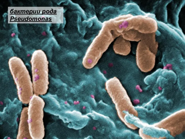 бактерии рода Pseudomonas