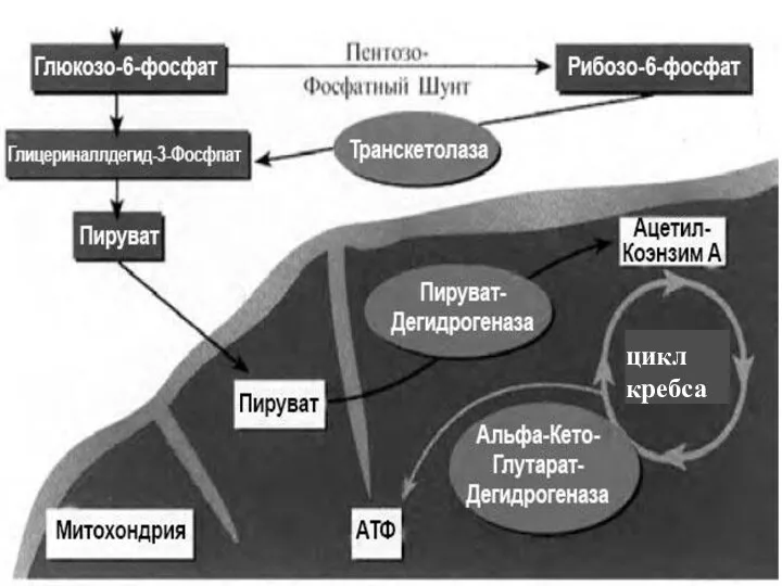 цикл кребса