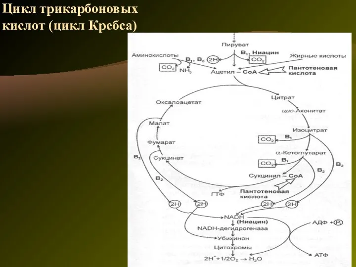 Цикл трикарбоновых кислот (цикл Кребса)