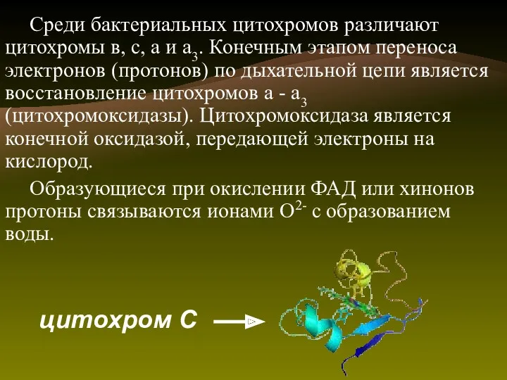 Среди бактериальных цитохромов различают цитохромы в, с, а и а3. Конечным этапом переноса