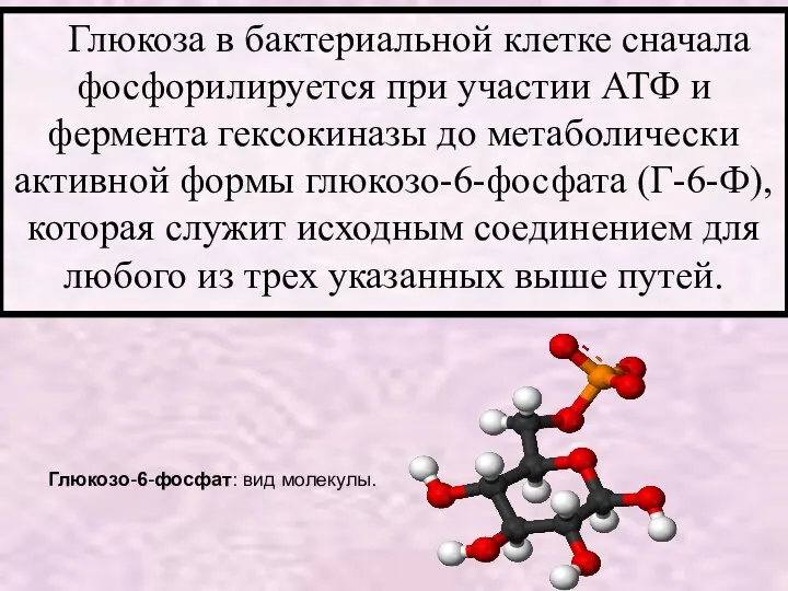 Глюкоза в бактериальной клетке сначала фосфорилируется при участии АТФ и