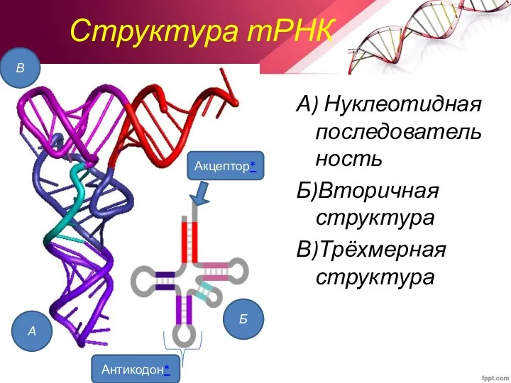 Структура тРНК А) Нуклеотидная последовательность Б)Вторичная структура В)Трёхмерная структура Акцептор* Антикодон* А В Б