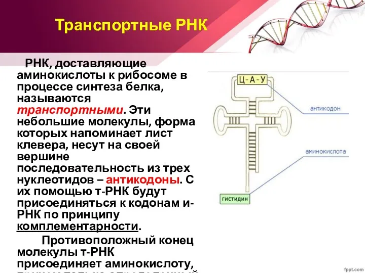 Транспортные РНК РНК, доставляющие аминокислоты к рибосоме в процессе синтеза