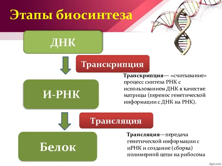 Этапы биосинтеза И-РНК Транскрипция— «считывание» процесс синтеза РНК с использованием