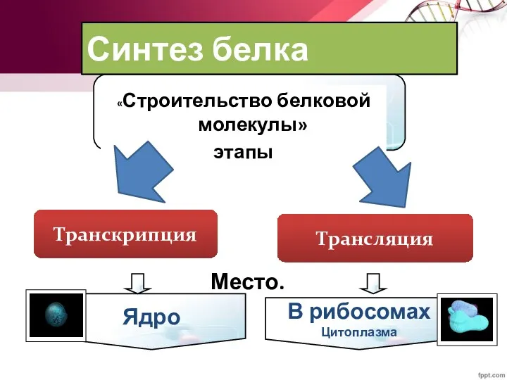 В рибосомах Цитоплазма Ядро Синтез белка «Строительство белковой молекулы» этапы Транскрипция Трансляция Место.