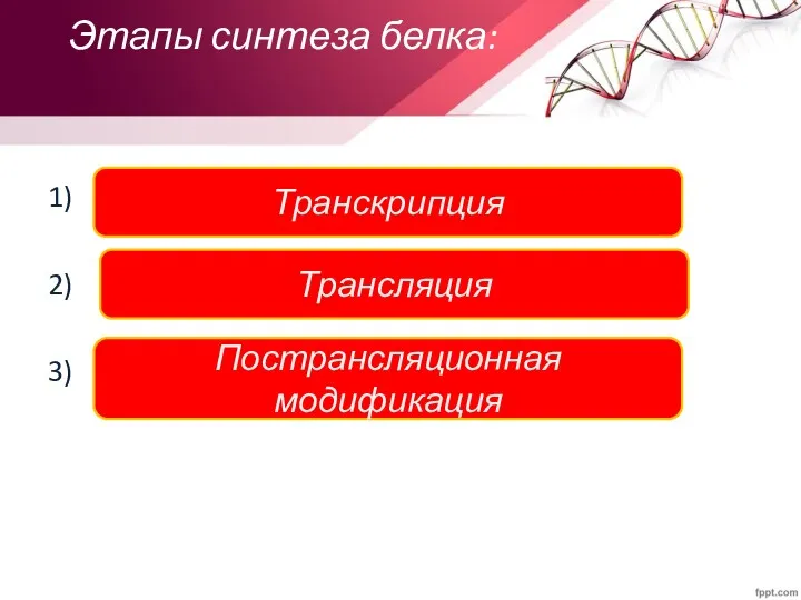 Этапы синтеза белка: 1) 2) 3) Транскрипция Трансляция Пострансляционная модификация