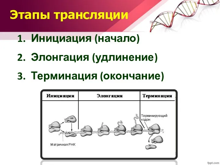 Этапы трансляции Инициация (начало) Элонгация (удлинение) Терминация (окончание)