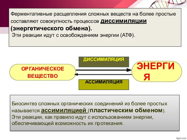 ОРГАНИЧЕСКОЕ ВЕЩЕСТВО ЭНЕРГИЯ ДИССИМИЛЯЦИЯ АССИМИЛЯЦИЯ Ферментативные расщепления сложных веществ на