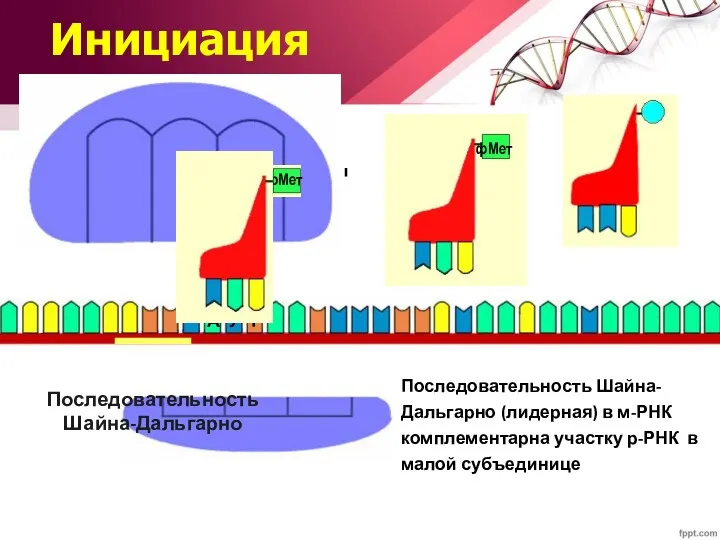 Последовательность Шайна-Дальгарно Инициация Последовательность Шайна-Дальгарно (лидерная) в м-РНК комплементарна участку р-РНК в малой субъединице