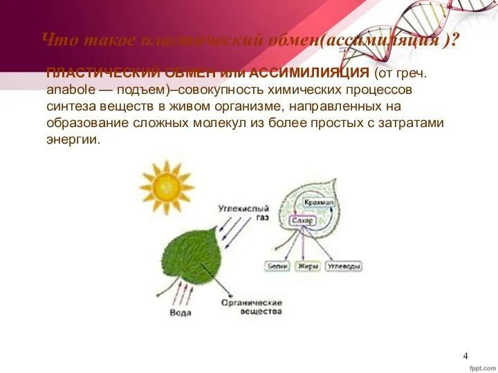 Что такое пластический обмен(ассимиляция )? ПЛАСТИЧЕСКИЙ ОБМЕН или АССИМИЛИЯЦИЯ (от