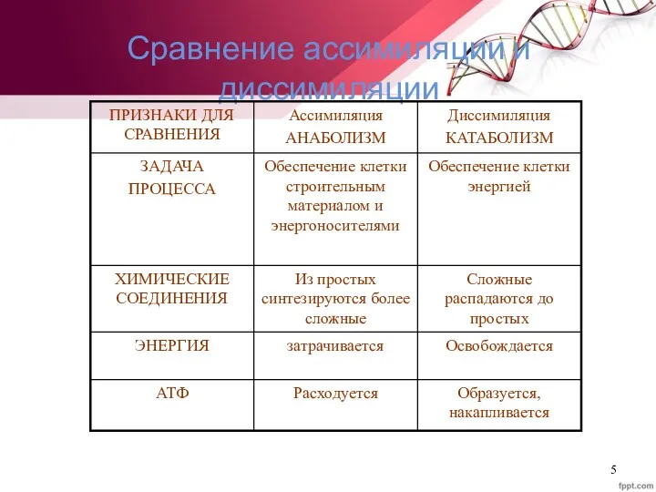 Сравнение ассимиляции и диссимиляции