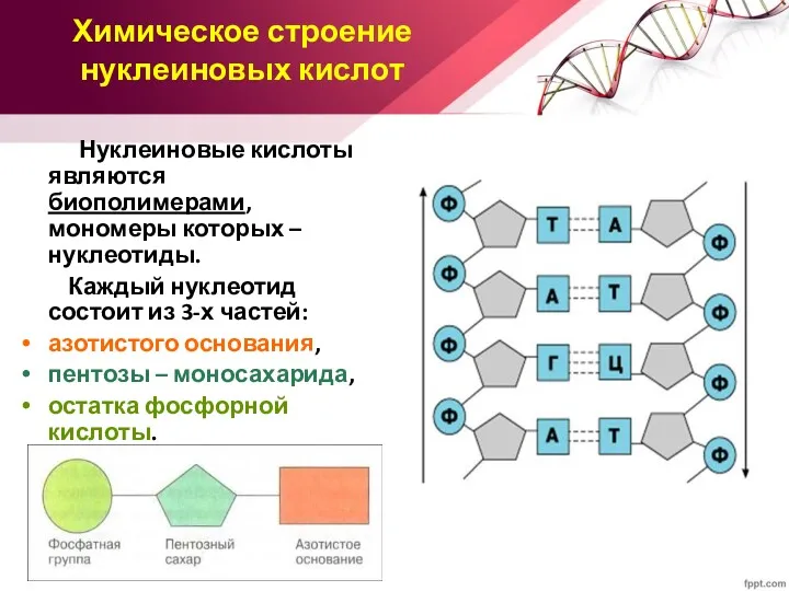 Химическое строение нуклеиновых кислот Нуклеиновые кислоты являются биополимерами, мономеры которых