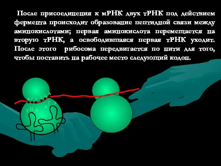 После присоединения к мРНК двух тРНК под действием фермента происходит образование пептидной связи