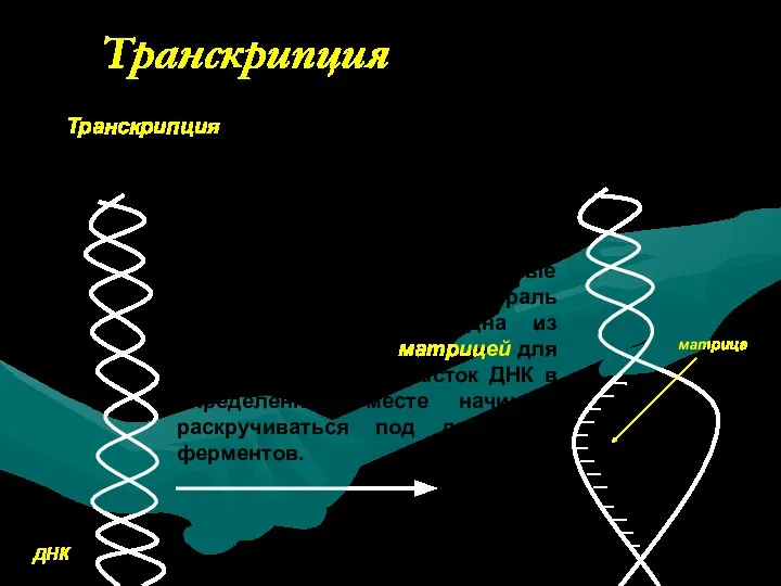 Транскрипция Первый этап биосинтеза белка—транскрипция. Транскрипция—это переписывание информации с последовательности нуклеотидов ДНК в