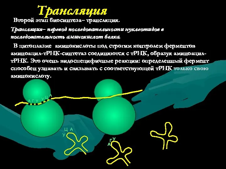 Трансляция Второй этап биосинтеза– трансляция. Трансляция– перевод последовательности нуклеотидов в последовательность аминокислот белка.