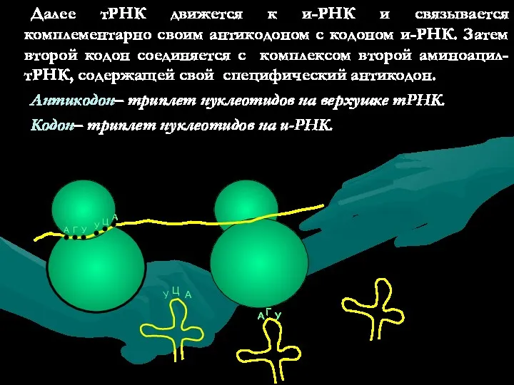 Далее тРНК движется к и-РНК и связывается комплементарно своим антикодоном с кодоном и-РНК.