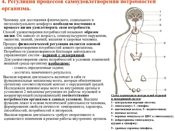 4. Регуляция процессов самоудовлетворения потребностей организма. Человеку для достижения физического,