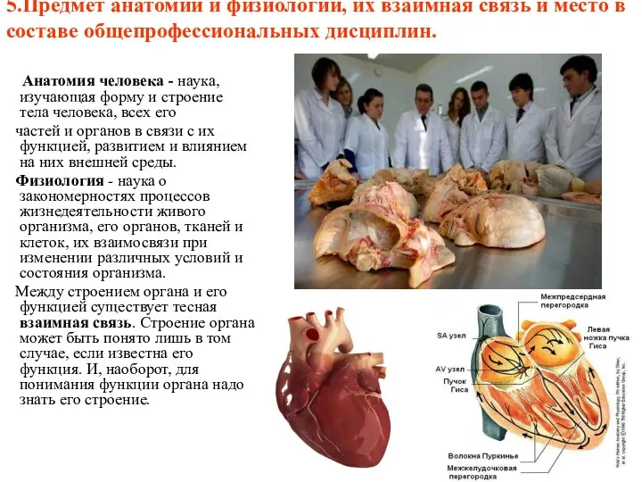 5.Предмет анатомии и физиологии, их взаимная связь и место в