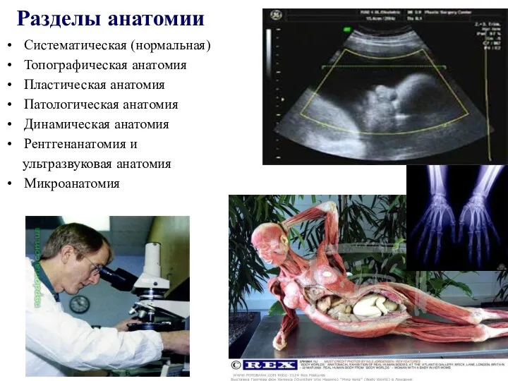 Разделы анатомии Систематическая (нормальная) Топографическая анатомия Пластическая анатомия Патологическая анатомия