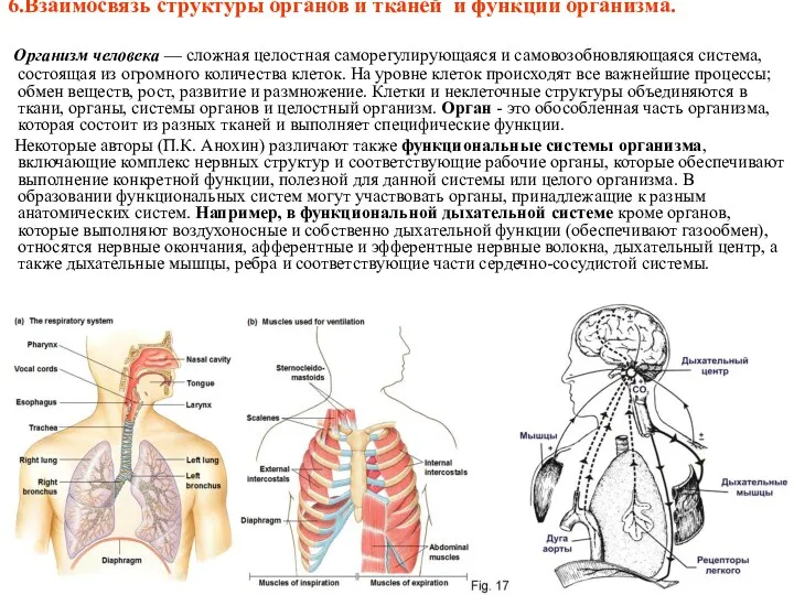 6.Взаимосвязь структуры органов и тканей и функции организма. Организм человека
