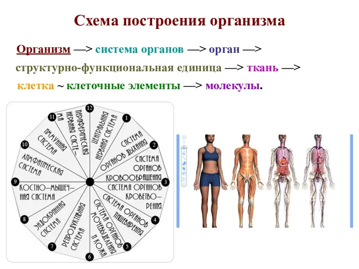Схема построения организма Организм —> система органов —> орган —>