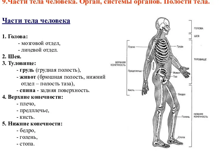 9.Части тела человека. Орган, системы органов. Полости тела. Части тела