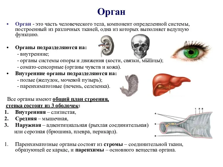 Орган Орган - это часть человеческого тела, компонент определенной системы,