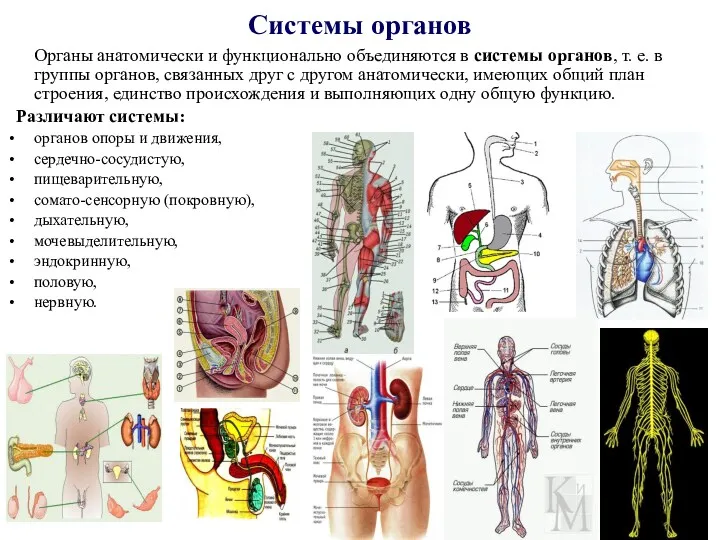 Системы органов Органы анатомически и функционально объединяются в системы органов,