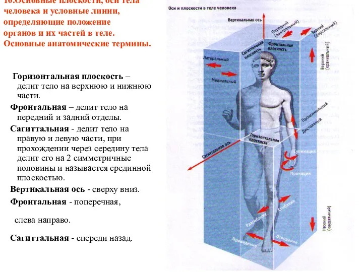 10.Основные плоскости, оси тела человека и условные линии, определяющие положение