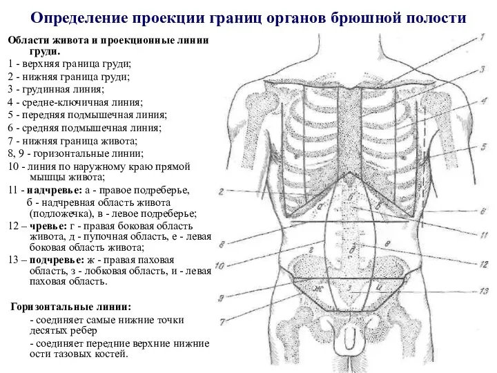 Определение проекции границ органов брюшной полости Области живота и проекционные