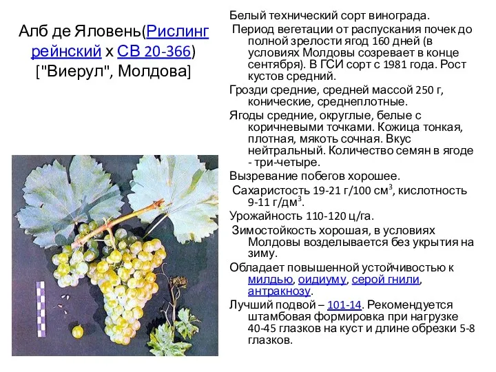 Алб де Яловень(Рислинг рейнский х СВ 20-366) ["Виерул", Молдова] Белый технический сорт винограда.