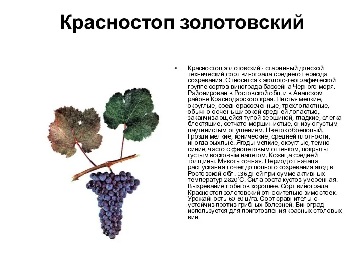 Красностоп золотовский Красностоп золотовский - старинный донской технический сорт винограда