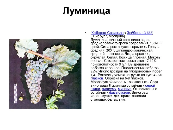 Луминица (Каберне-Совиньон x Зейбель 13-666) ["Виерул", Молдова] Луминица, винный сорт винограда, среднепозднего срока