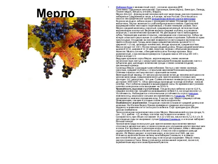 Мерло (Каберне Фран х неизвестный сорт) - согласно анализа ДНК