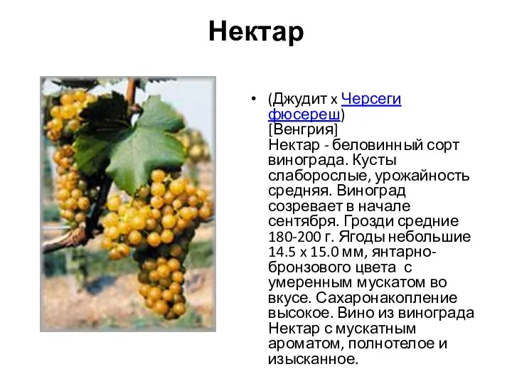 Нектар (Джудит x Черсеги фюсереш) [Венгрия] Нектар - беловинный сорт винограда. Кусты слаборослые,