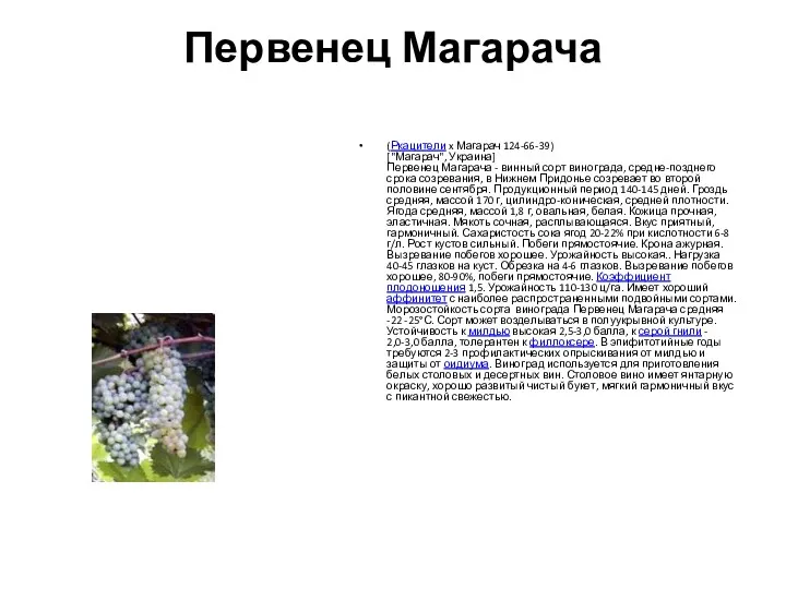 Первенец Магарача (Ркацители x Магарач 124-66-39) ["Магарач", Украина] Первенец Магарача - винный сорт
