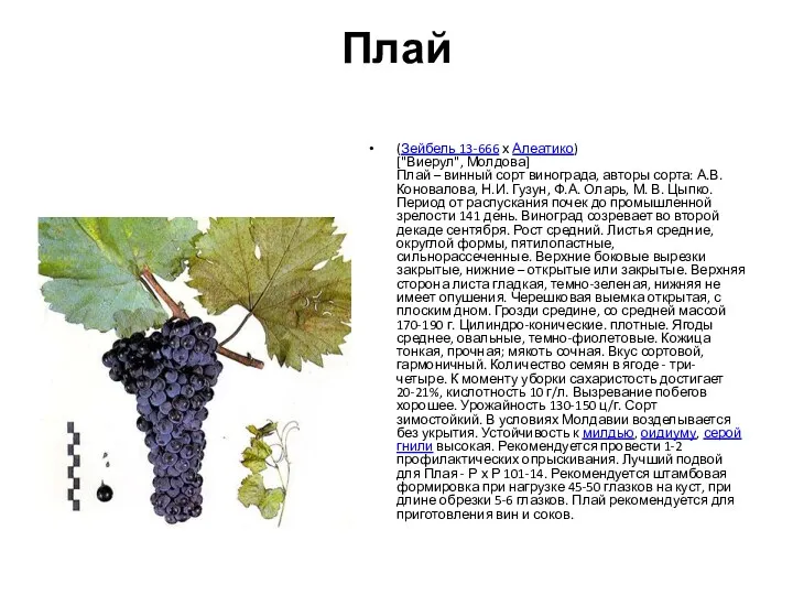 Плай (Зейбель 13-666 х Алеатико) ["Виерул", Молдова] Плай – винный сорт винограда, авторы