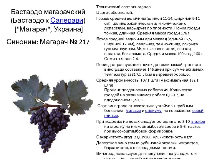 Бастардо магарачский(Бастардо x Саперави) ["Магарач", Украина] Синоним: Магарач № 217 Технический сорт винограда.