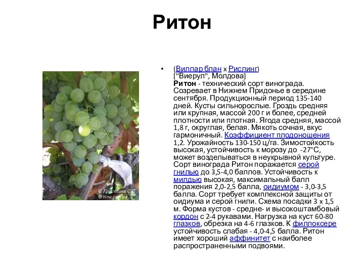 Ритон (Виллар блан x Рислинг) ["Виерул", Молдова] Ритон - технический сорт винограда. Созревает