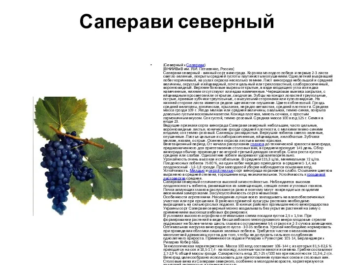 Саперави северный (Северный x Саперави) [ВНИИВиВ им. Я.И. Потапенко, Россия] Саперави северный -