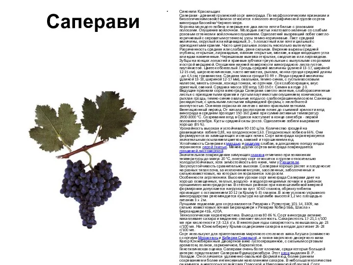 Саперави Синоним: Красильщик Саперави - древний грузинский сорт винограда. По морфологическим признакам и