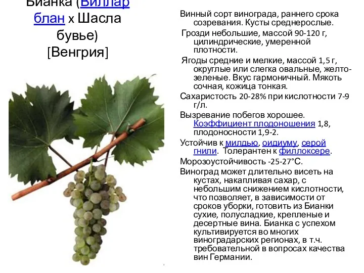 Бианка (Виллар блан x Шасла бувье) [Венгрия] Винный сорт винограда, раннего срока созревания.