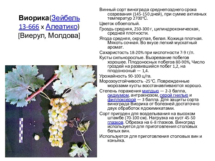 Виорика(Зейбель 13-666 x Алеатико) [Виерул, Молдова] Винный сорт винограда среднепозднего срока созревания (145-150