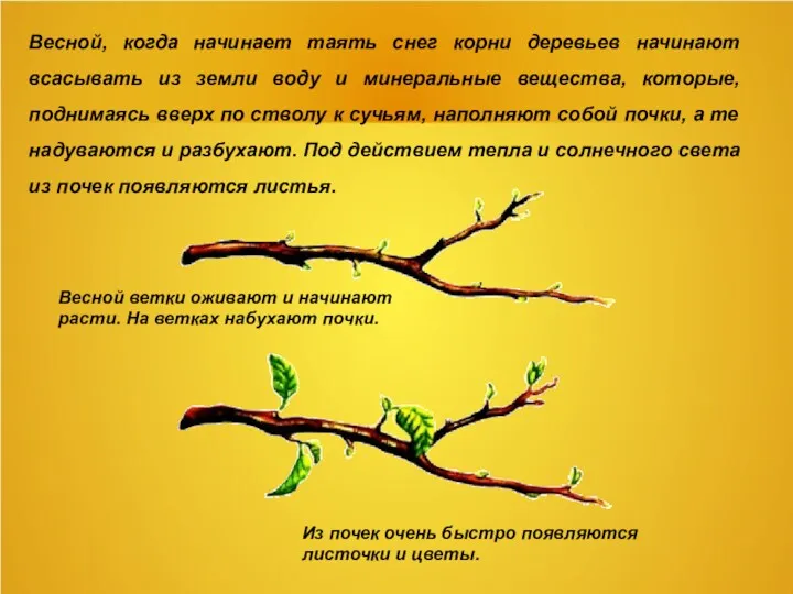 Весной, когда начинает таять снег корни деревьев начинают всасывать из