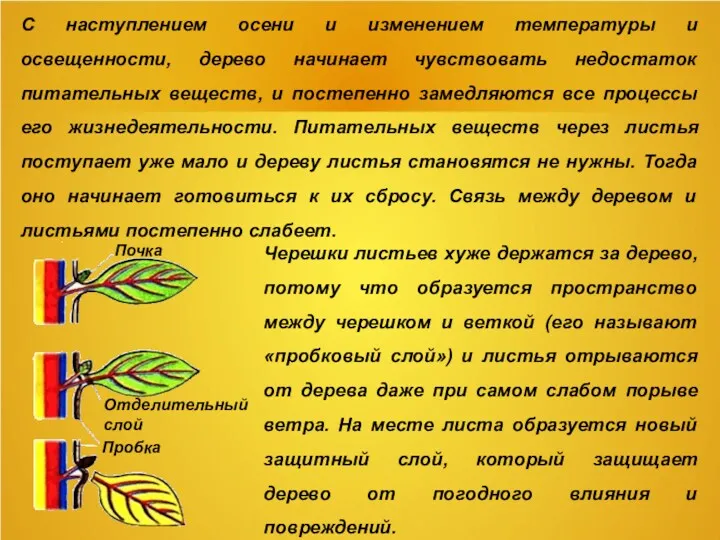 С наступлением осени и изменением температуры и освещенности, дерево начинает