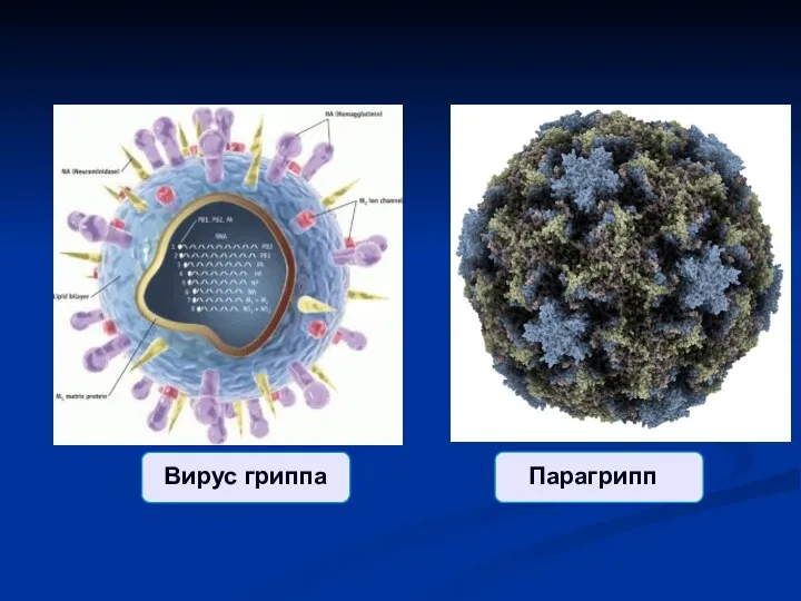 Вирус гриппа Парагрипп