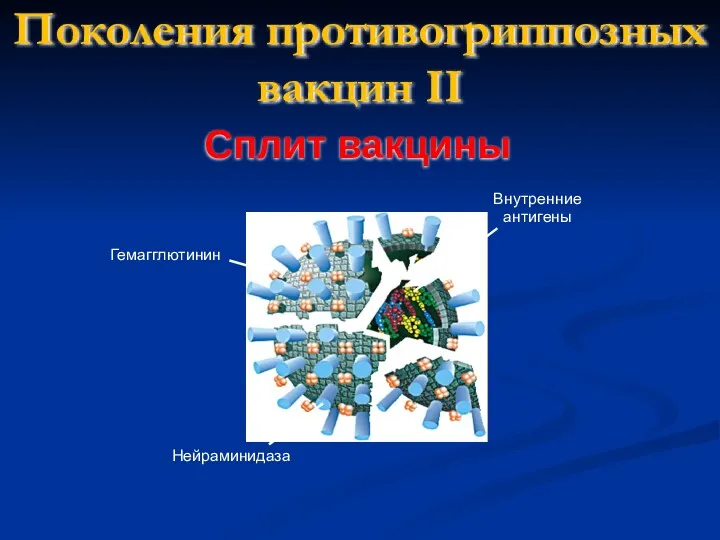 Поколения противогриппозных вакцин II Сплит вакцины Гемагглютинин Нейраминидаза Внутренние антигены